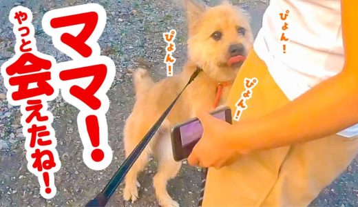 ママと引き離すトレーニングをしましたが、犬はとてつもなく楽しそうでした…