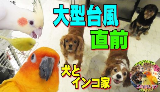 台風19号 今朝の犬とインコ家｜お喋りセキセイインコ 癒し❤断水・停電対策で大忙しの飼い主