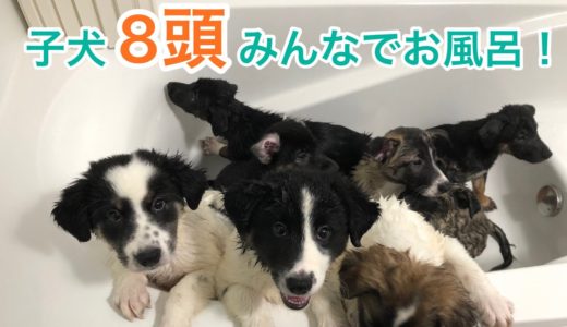 8頭の子犬と母犬との3日間の思い出。ボーダーコリーこゆきと保護犬ハイム