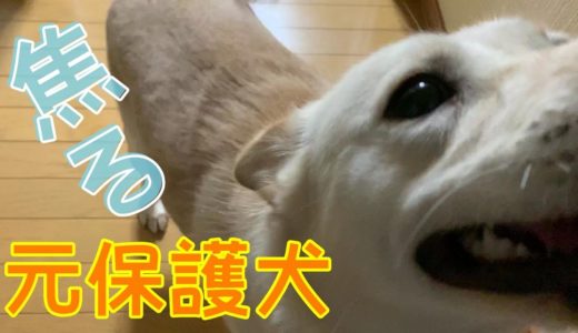 元保護犬のコハク お父ちゃんのお出迎えに出遅れる。