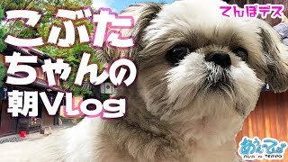 【朝Vlog】ブラッシングでとろけるシーズー犬【こぶたちゃん】