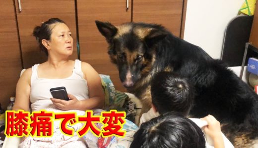 大型犬の看病・膝枕・膝痛を看病するシェパード犬マック The dog is worried