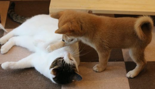 柴犬の子犬と猫。犬と猫は仲良くなれる？