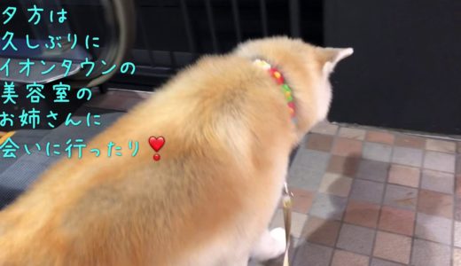 秋田犬パティ　１週間のお泊まり保育から帰って来ました🐶💕