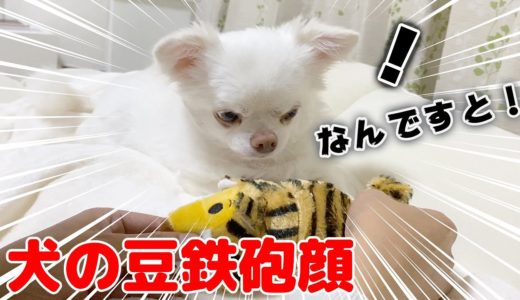 変身するぬいぐるみに驚く犬！たまげるチワワのコハク