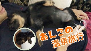 【犬９匹と海外生活】 どぶに落ちたあんこ初風呂！初めはビクビクでも、、、【野良犬 保護犬】 Surprise Dogs Channel