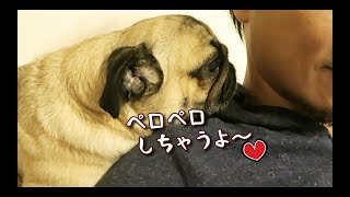 背後から情熱的に飼い主を攻めるパグ犬ぷぅ Pug