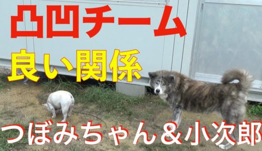 秋田犬つぼみ母ちゃん小次郎見たら「ウォー！」雄叫びAnimal Rescue Nursing