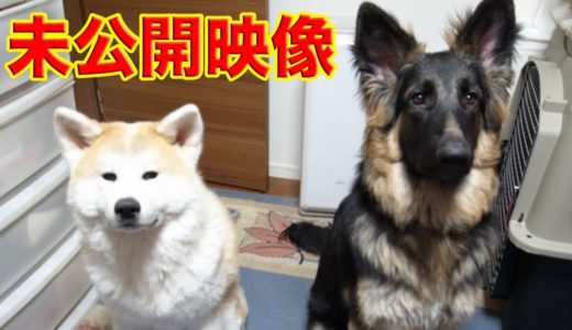 《未公開映像》秋田犬・シェパード犬・我が家の家族映像 Life with dog