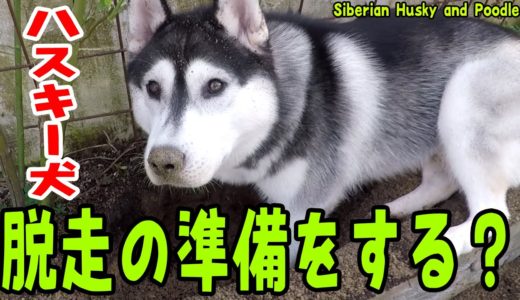 脱走の準備をする？ハスキー犬とトイプードル  Husky and Poodle