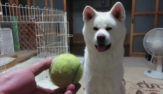 【秋田犬ゆうき】ボールキャッチの確率は上がったけどムダな動きが多い【akita dog】