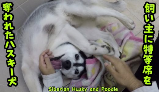 飼い主に特等席をとられてしまったハスキー犬　どいてほしいようです　Husky and Poodle