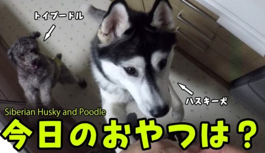 ハスキー犬とトイプードルの可愛いおねだり  Husky and Poodle