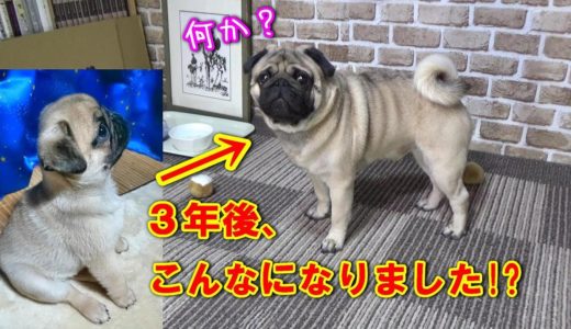 【パグ犬】育て方を間違えると、３年後、こうなります。うちのパグ『おまめ日記』《お笑い篇》