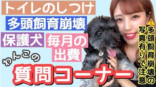 【質問コーナー】保護犬・毎月の出費・トイレのしつけ【※閲覧注意な写真が途中にあるので注意です】