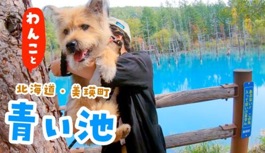 犬と一緒に楽しめる北海道観光地！青い池に行ってきました！【japan hokkaido the blue pond】