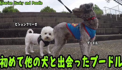 初めて他の犬に出会ったプードルの様子　Poodle and Husky