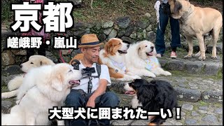 大型犬10頭に囲まれたい！→観光客に囲まれた！【京都嵐山】