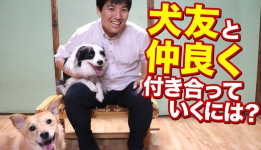 犬友と仲良く付き合っていくには？？犬友を作る方法と、仲良く遊ぶ方法。