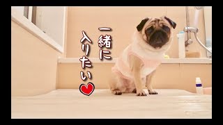 パパと一緒に風呂に入りたくてたまらないパグ犬ぷぅ Pug