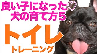 犬の育て方　トイレのしつけ効果抜群だった方法とあの手この手　ココの場合5