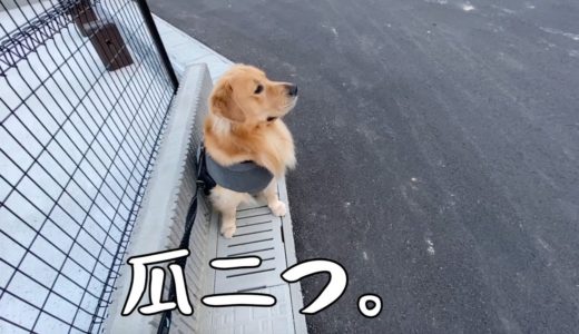 自分にそっくりな犬を見つけて固まるゴールデンレトリバーベンツ。