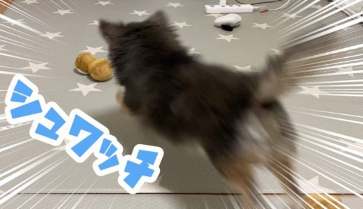 普段おもちゃに興味ない犬が大興奮？！【犬】