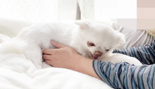 パパがうざくてキレる犬！ツンデレチワワのコハク