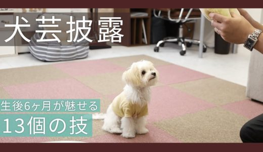 【ワンコのしつけ】生後6ヶ月の子犬が可愛い犬芸を披露【＃023】Show off the art of my dog