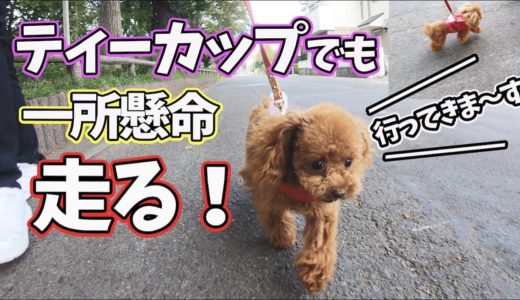 犬は散歩の時どんな表情？トイプードルくるみちゃん！一所懸命町内一周してきました