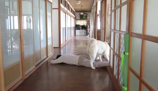 【秋田犬ゆうき】振り返ったら横たわる人がいたので盛り上がる【akita dog】