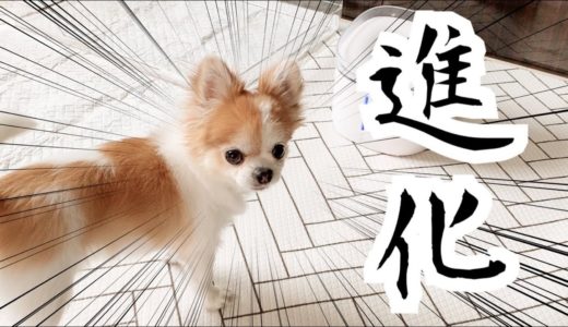 身体に触れないと水を飲まない犬が驚きのアップデートｗ【チワワ】