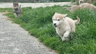 走ってコケる狼犬こども達