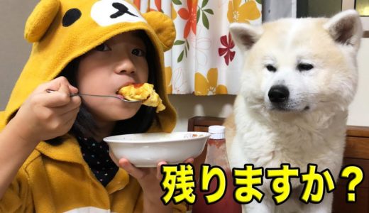 姉様！少し残りますか？秋田犬そうすけのお願い.シェパード犬マックも元気です