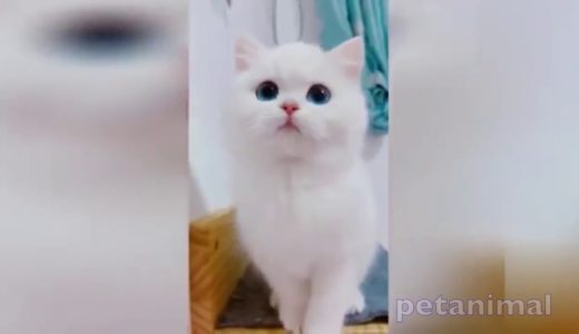 かわいい動物、犬、猫たち　おもしろペット動画＃177