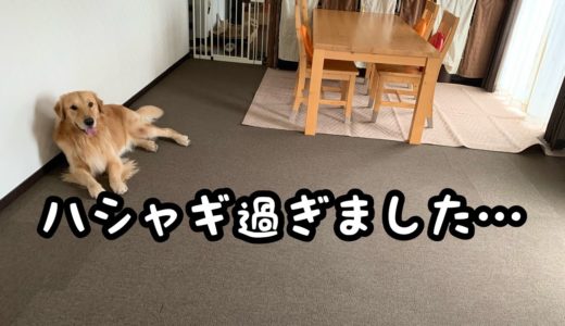 【大型犬】ハシャギ過ぎて後悔する、ゴールデンレトリバーのれお