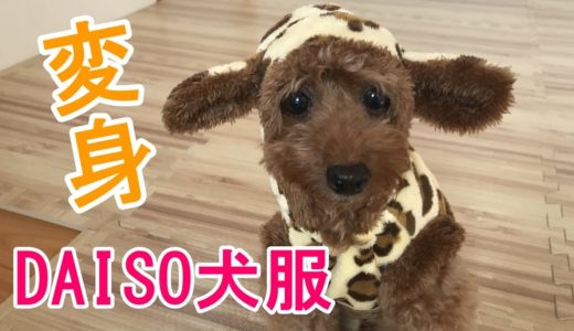 ダイソーの犬服でぬいぐるみに変身【トイプードルのサラ】