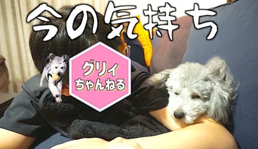 🐶腕枕で寝る犬。心境を語る飼い主を添えて。【トイプードルのグリィ】【犬】【dog】【toy poodle】