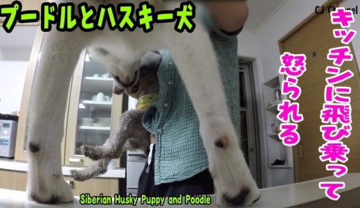 キッチンに飛び乗って怒られたハスキー犬とプードル Husky and Poodle