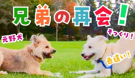 そっくり！色違いの兄弟犬オークと再会した時の反応がww