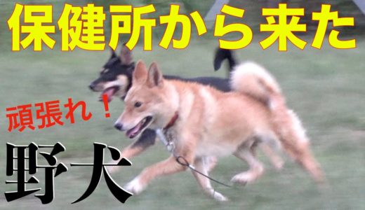 【保護犬】野犬？野良犬？のび太くん頑張ってます！Animal Rescue Nursing