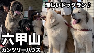 大型犬6頭でお出かけしたら動物園の触れ合い広場になってしもた笑【六甲カンツリーハウス 】