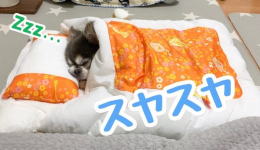 風邪で寝込む！？お布団で寝るチワワ【犬】