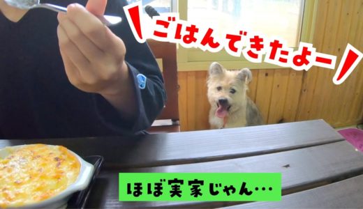 まるで実家だった…！犬と行けるカフェ&ドッグラン北海道【いわみざわ3dラン＆カフェ】