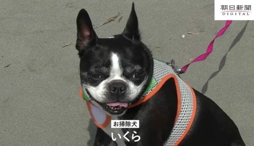 お掃除犬のいくらと小学生が砂浜清掃　黒潮町