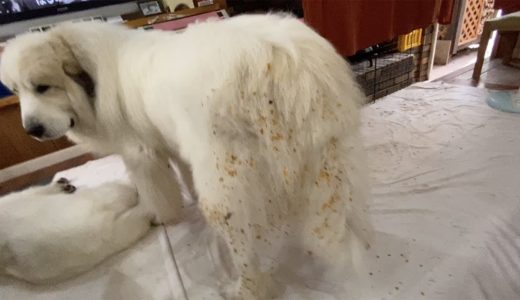 何でも体にくっつけるモップ犬アラン　Great Pyrenees　グレートピレニーズ