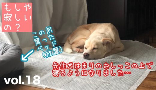 【保護犬預かり】IKEAのベッドとおしっこシート（使用済）、どっちが好きですか。【3ヶ月目】