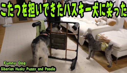 プードルを笑わそうとこたつを担いできたハスキー犬に笑った Husky and Poodle