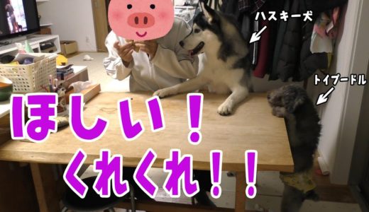 飼い主のおやつが欲しいハスキー犬とトイプードルがかわいい Husky and Poodle