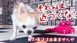 うなり声をあげて飼い主を威嚇する犬【チワワ】